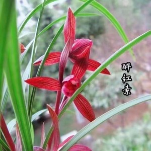 当年开花浓香型兰花苗春兰 莲瓣兰 东方红荷室内绿植花卉盆栽