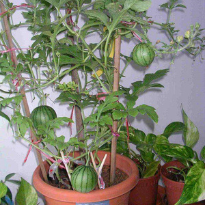 蜂蜜小西瓜四季盆栽西瓜阳台水果蔬菜春季种植结果西瓜种子