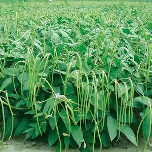 高产无架长豆角种子不搭架四季种植长豇豆籽阳台盆栽田园蔬菜种子