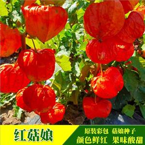 红毛1姑娘子野生姑娘东北红姑娘种籽秧种苗根茎酸浆灯笼果锦灯苦