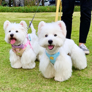 西高地白梗幼犬活物狗狗纯种犬血统白色小狗小型犬不咬人的宠物狗