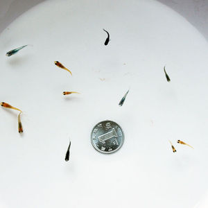 22新品小缸能养小金鱼活体观背青鳉好养耐活淡水冷水鱼苗观赏抖音