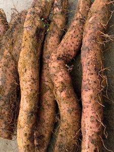 广西瑶乡新鲜野生有机山药淮山野山薯