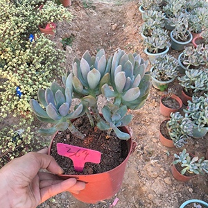 新品冬美人老桩室内阳台多肉植物群生一物一拍悬崖造型美观防k辐