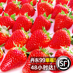 丹东草莓新鲜水果3斤当季东港九九大奶油99牛奶草莓礼盒顺丰_阿里巴巴