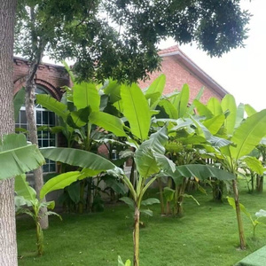 室外耐寒大叶芭蕉树苗四季植物南北方绿化树庭院观z赏盆栽花卉球
