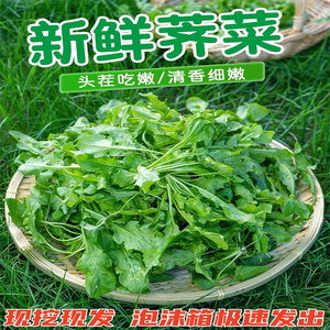 荠菜新鲜野生现挖山东陕西秦岭东北天然纯野生蔬菜四季商用素包子