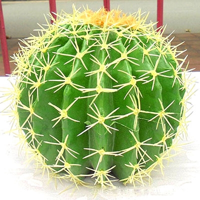 大中小仙人球盆栽特大号金虎s仙人球室内i花卉盆栽多肉防辐射植.