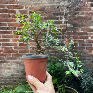 海南香兰树树种稀有品种j悬崖开花造型植物名贵盆景庭院浓香