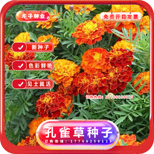 孔雀草种子混色四季易活复色小万寿菊花籽观赏阳台盆栽室外花种子