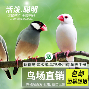 文鸟活体白色灰色文鸟中小型宠物观赏鸟手养鸟活物下蛋繁殖鸟包活
