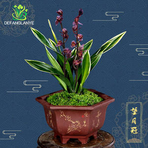 四季兰花苗墨兰望月冠不带花苞浓香型四季好养室内花卉绿植物盆栽