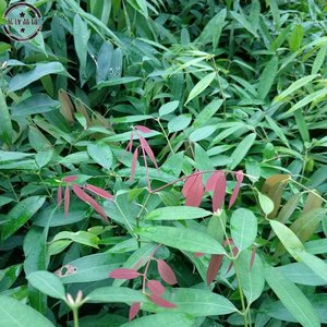 云南珍贵铁力木苗盆栽彩叶花木庭院观赏地栽铁梨木树苗盆栽0人付款35