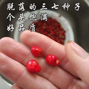 三七种子云南田七种子 人参种子三七文山三七净种子材种子籽