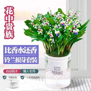 紫蝶石斛兰水培铃兰花卉花盆栽芽根绿植阳台四季开花室内耐寒庭院