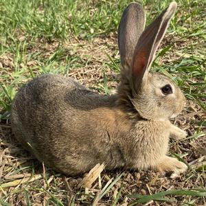 兔子活物一对公母新品巨兔兔子活物月月兔小白兔活体比利时大型肉