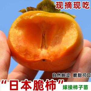日本甜脆柿子苗树嫁接富有柿子树苗自然脱涩当年结果果树果苗