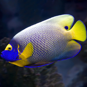 蓝面神仙 海水鱼 大型海缸观赏鱼 养定开口 快递包活 海邻水族