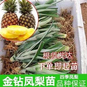 台湾金钻菠萝凤梨