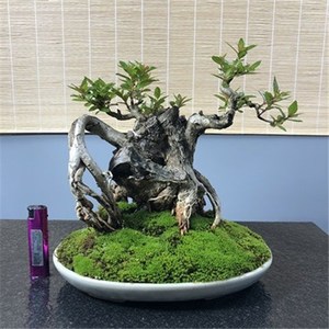 水杨梅老桩盆景一物一拍精品细叶水团花老桩室内外办公桌绿植盆栽