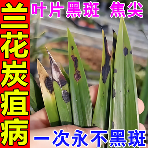 兰花病清兰花专用药黑斑病专用药病全治叶斑病白粉病发黄叶杀菌药