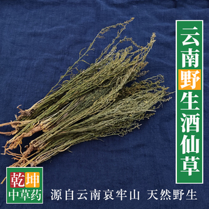 酒仙草新货整棵100克 九仙草云南哀牢山野生珍珠草 山柏枝 一棵松