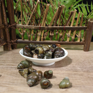 德清润渔新鲜活水产小螺蛳1000g