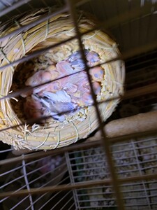 【十姐妹鸟种鸟】十姐妹鸟种鸟品牌,价格 阿里巴巴