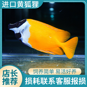 进口海水鱼精品观赏活体黄狐狸推荐吊类宠物渔场自销