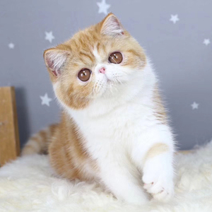 宠物猫幼崽加菲