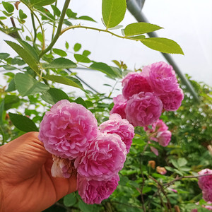 十姐妹蔷薇花苗爬藤盆栽藤本粉色花浓香无刺粉团老品种七姐妹蔷p