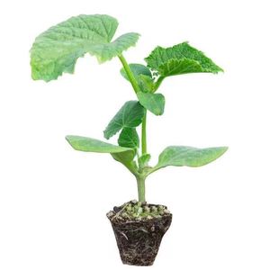 【黄瓜苗带盆】黄瓜苗带盆品牌,价格 - 阿里巴巴