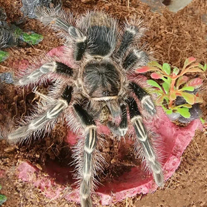 大型宠物蜘蛛活幼体巴西巨人金直间捕鸟蛛足展1.5-8厘米温顺可爱