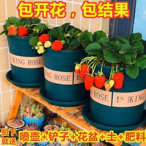 家庭盆栽食用奶油草莓苗四季种植室内外阳台水果蔬菜大草莓种籽子