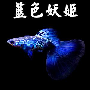 蓝色妖姬纯种孔雀鱼孕母临产d热带s小型淡水观赏鱼凤尾鱼包.