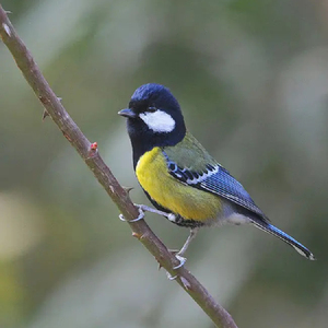 艾馨恋馨淘宝鸣谷轩山雀类天然鸟粮 贝子食 黄腹山雀食 大山雀鸟食