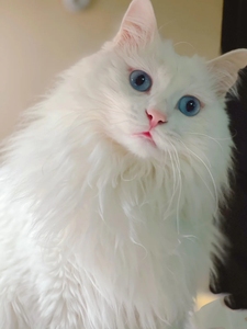 纯白山东狮子猫幼猫仙女猫异瞳狮子猫临清狮子猫双蓝眼狮子猫活体