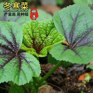 高钙冬寒菜种子耐寒蔬菜籽四季播菜园阳台均可东汉菜儿童营养蔬菜