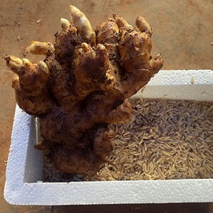 四川竹根姜种姜苗姜种生姜老姜鲜姜小黄姜新鲜姜种子姜苗姜芽