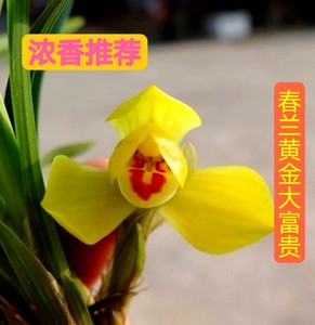 兰花苗 春兰 黄金大富贵 老八种耐寒荷瓣浓香室内绿植阳台花卉