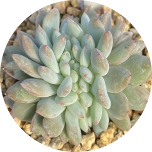 【星影】缀化多肉一物一拍12.26号拍优选缀化橙子梦露办公室阳台