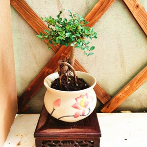 榆树老桩盆景小叶榆盆景喜阳耐晒植物阳台绿植不怕晒抗电脑辐射