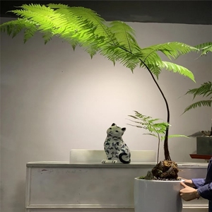 网红金毛狗蕨,狗脊,盆景,盆栽种植