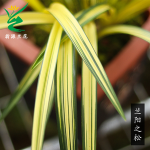 兰花名贵金边正品