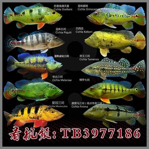 横带七间申古蓝帆五间蓝帆眼斑帝王三间苏里南满天星巴西亚活体鱼