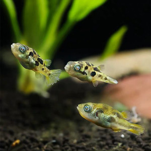 巧克力娃娃鱼河豚活体潜水艇蜗虫克星草缸除螺宠物小型热带观赏鱼