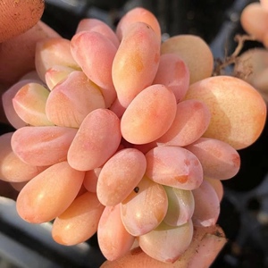 果冻木糖醇多肉植物韩国进口贵货全状态多肉植物暴走兔精品多肉