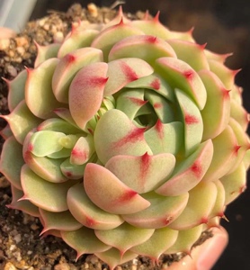 笨巴多肉植物 网红产品 苯巴多肉 肉肉 暴走兔精品多肉