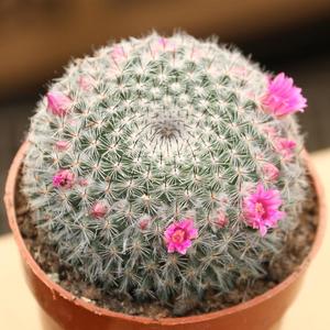 防辐射植物玉翁