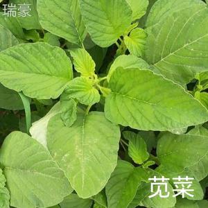 新鲜绿苋菜苋oos菜银七菜农菜家苋菜灰灰菜 灰菜野现菜现采蔬发